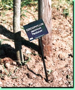 Tree Labels